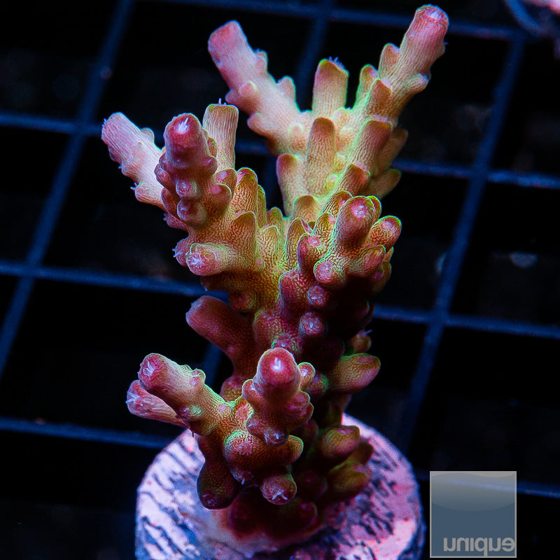 GC Granulosa-WYSIWYG
