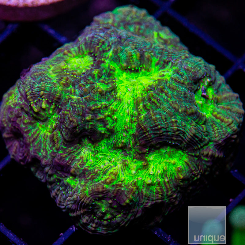 Gamma Radiation Echinophyllia-WYSIWYG