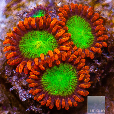 Goblin on Fire Zoanthid-Stock Frag 3 Polyp