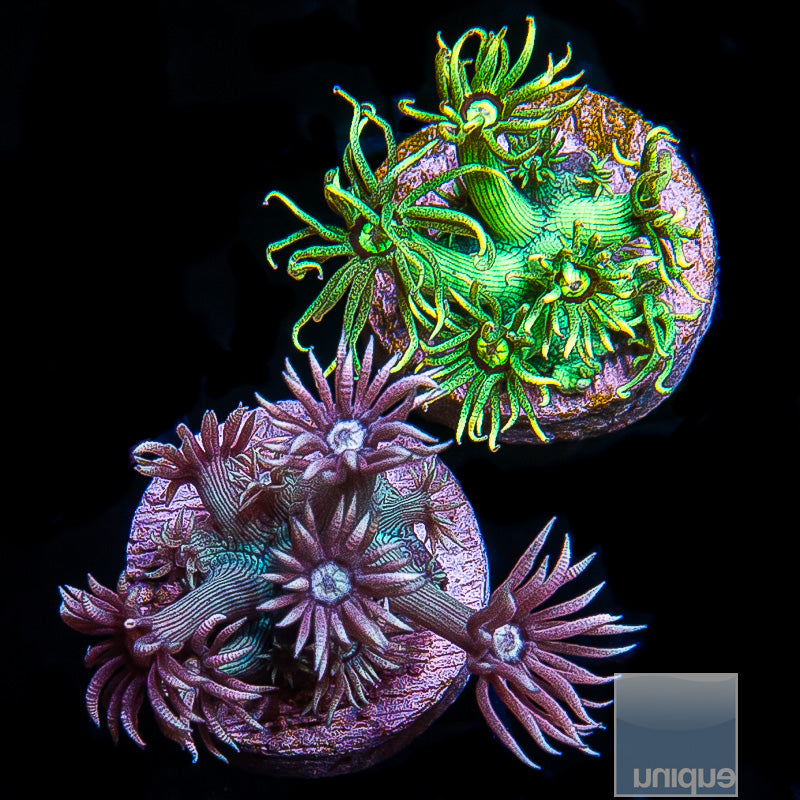 Frag Packs – UniqueCorals