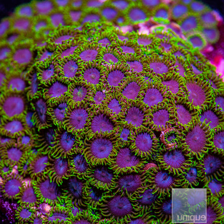 Green Goblin Zoanthid- Stock Frag 3 Polyp