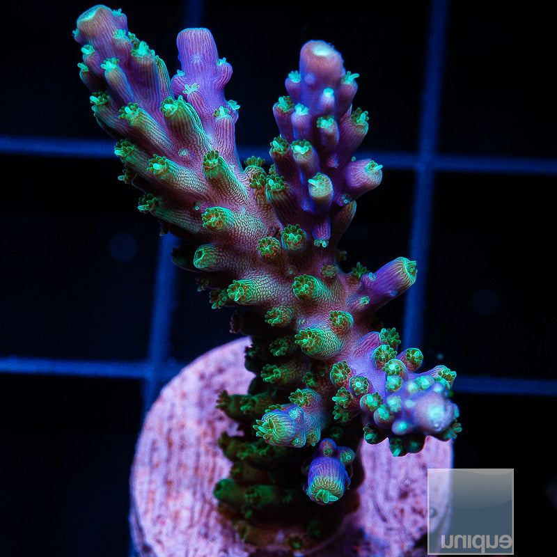 Acropora sp. Green Polyp Valida- WYSIWYG Frag SPS – UniqueCorals