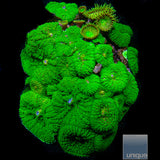 Rhodactis sp. Green Pincushion Mushroom- Stock Frag Single Polyp