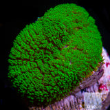 Rhodactis sp. Green Pincushion Mushroom- Stock Frag Single Polyp