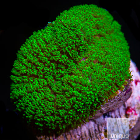Rhodactis sp. Green Pincushion Mushroom- Stock Frag Single Polyp