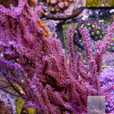 Grube's Gorgonian-Stock Frag