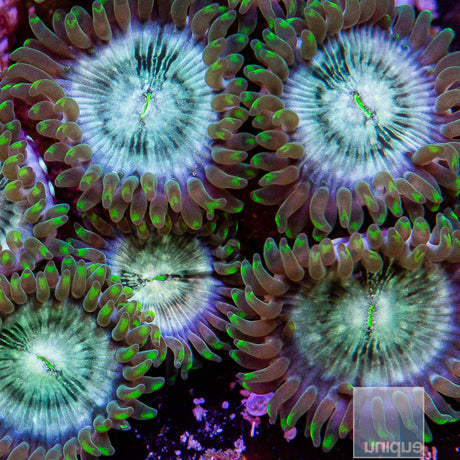 Hawaiian People Eater Zoanthid-Stock Frag
