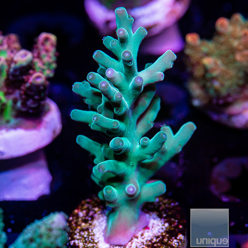 Hawkins Echinata-WYSIWYG