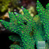 Highlighter Staghorn