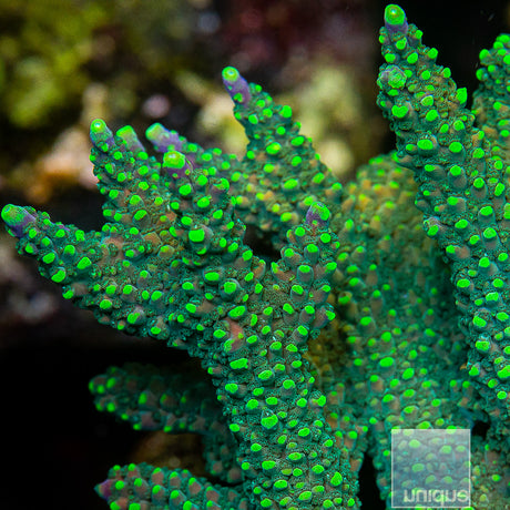Highlighter Staghorn
