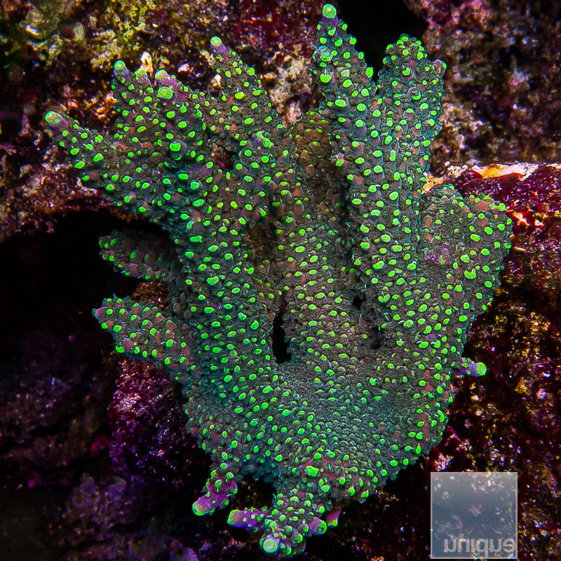 Highlighter Staghorn