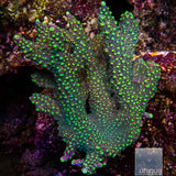 Highlighter Staghorn