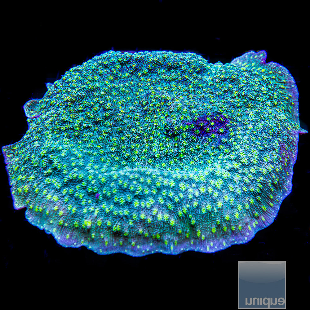 Hollywood Stunner Chalice- Stock Frag