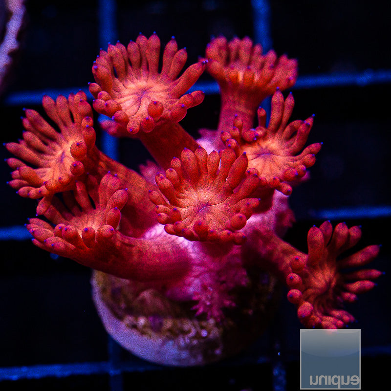UC Hot Pink Blue Tip Gonipora-WYSIWYG