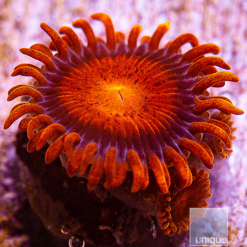Hyper Bam Bam Zoanthid- Stock Frag 3 Polyp