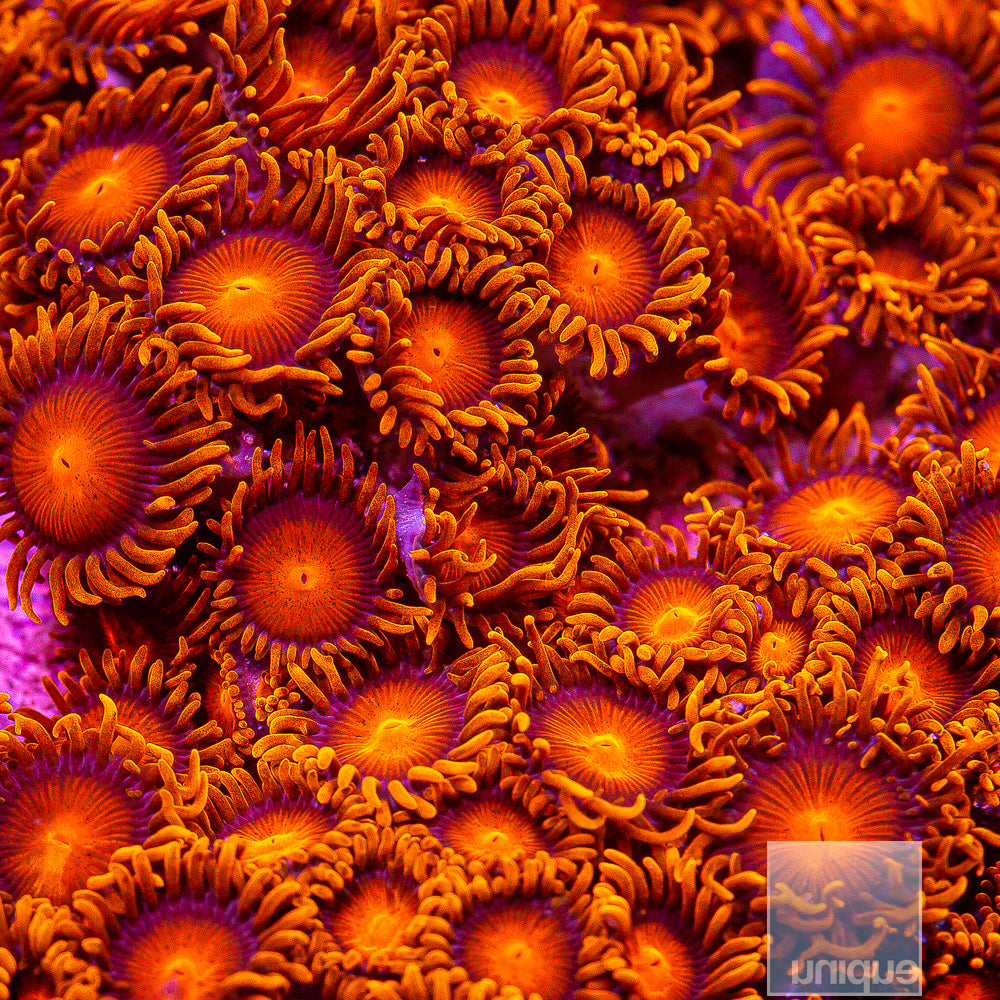 Hyper Bam Bam Zoanthid- Stock Frag 3 Polyp