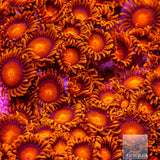 Hyper Bam Bam Zoanthid- Stock Frag 3 Polyp