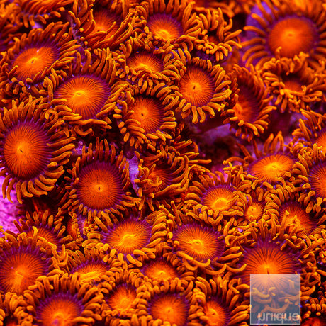 Hyper Bam Bam Zoanthid- Stock Frag 3 Polyp