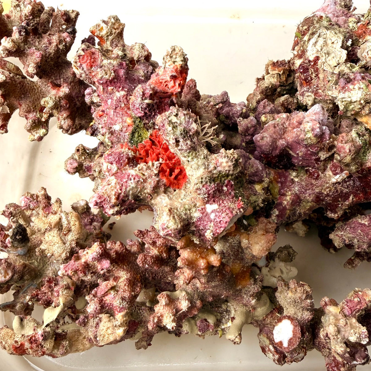 Australian Christmas Tree Live Rock.  (Free overnight shipping)