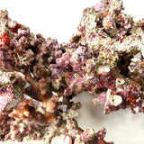 Australian Christmas Tree Live Rock.  (Free overnight shipping)