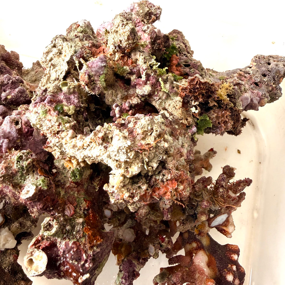 Australian Christmas Tree Live Rock.  (Free overnight shipping)