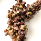Australian Christmas Tree Live Rock.  (Free overnight shipping)