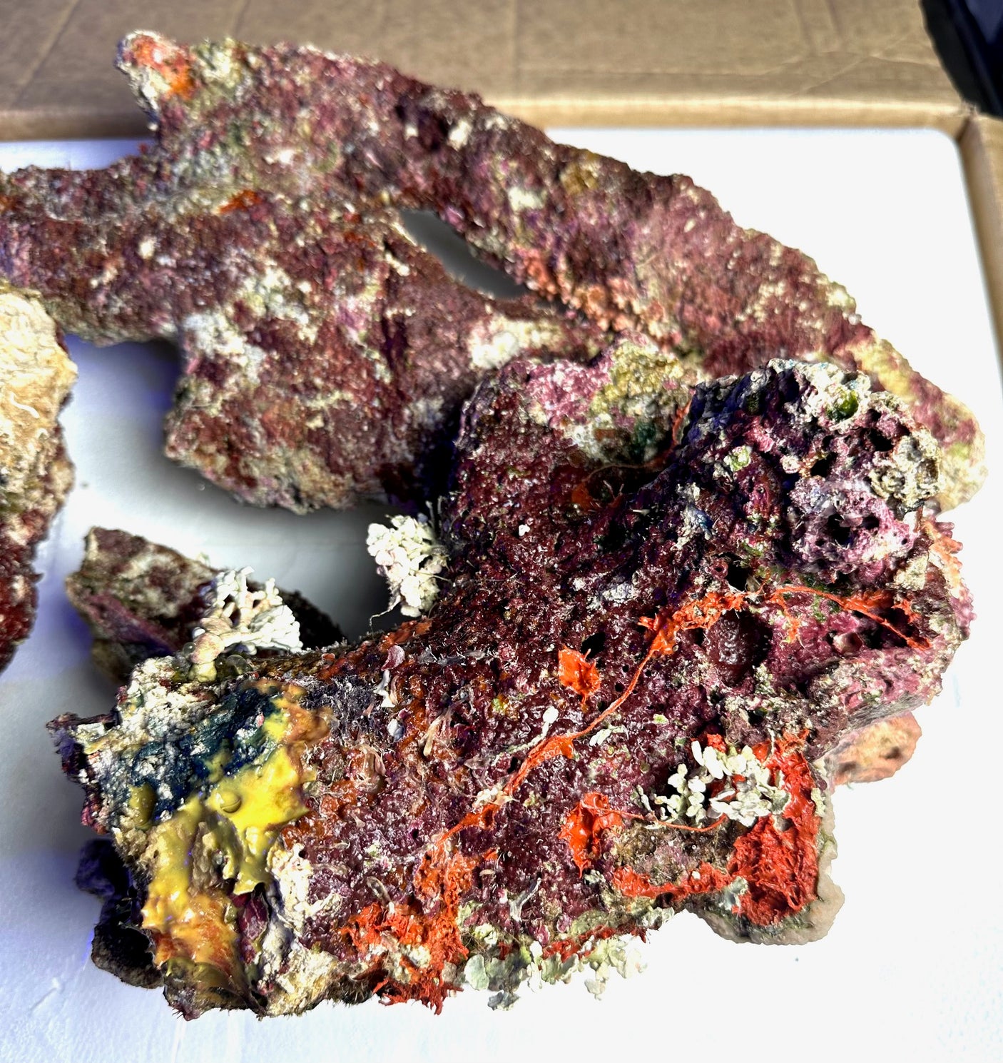 Australian Coral Sea Premium Branch Rock.  (Free 2 day shipping!)