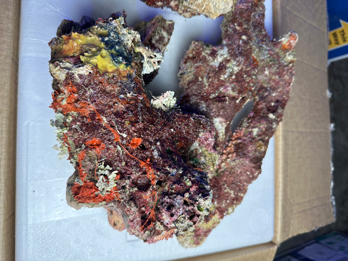 Australian Coral Sea Premium Branch Rock.  (Free 2 day shipping!)