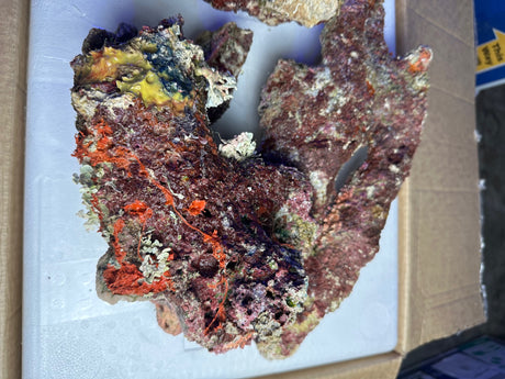 Australian Coral Sea Premium Branch Rock.  (Free 2 day shipping!)