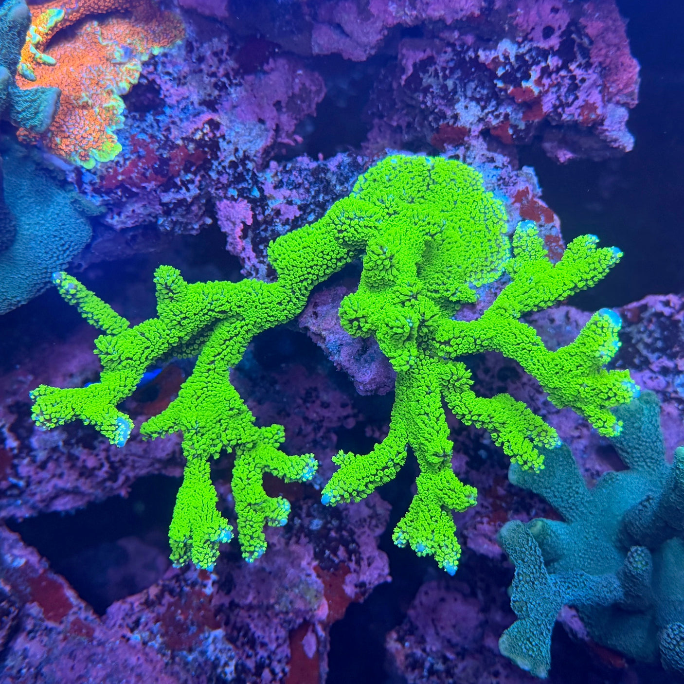 Unique Corals Neon Polyp Stellata Digi