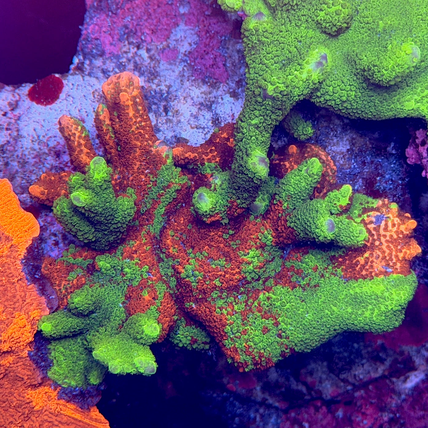 UC Signature "Contraband Grafted Montipora digitata"