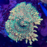 UC Strawberry Shortcake Acropora