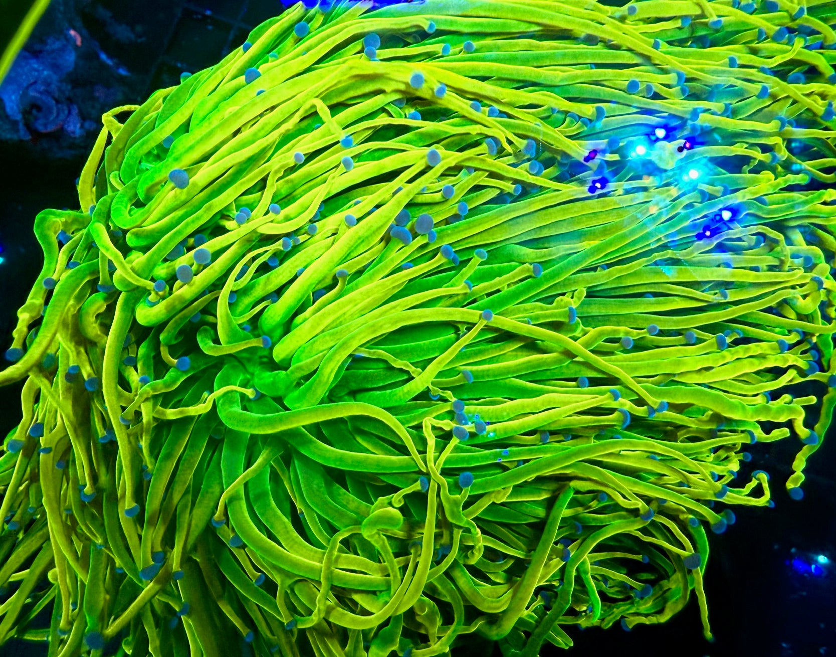 CC24 Torch Coral (single head) – UniqueCorals