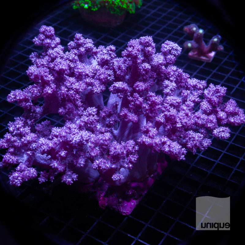 Unique Corals Pink Nepthea Koji Wada Stock Frag