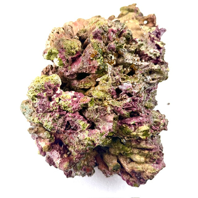 Walt Smith Fiji Live Rock. (Fresh!) 5 lbs. w/ FREE SHIPPING!