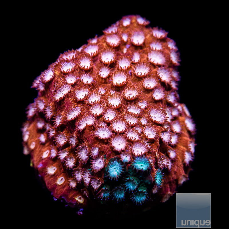 JF Fender Bender Cyphastrea-WYSIWYG