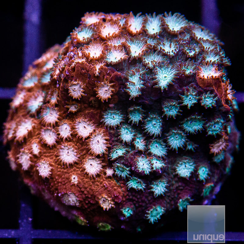 JF Fender Bender Cyphastrea-WYSIWYG