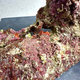 Australian Coral Sea Premium Branch Rock- WYSIWYG (Free 2 day shipping!)