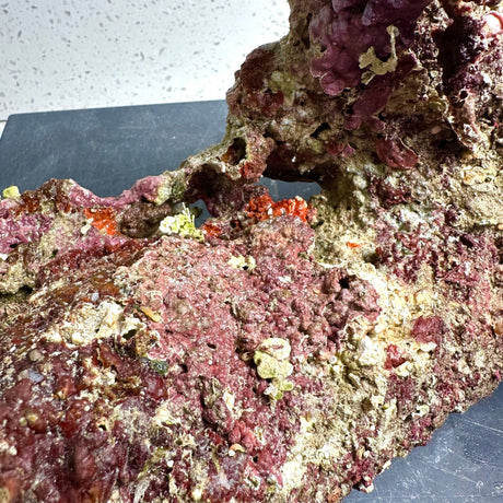 Australian Coral Sea Premium Branch Rock- WYSIWYG