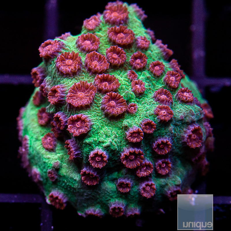 Jingle Bells Cyphastrea-WYSIWYG