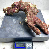 Australian Coral Sea Premium Branch Rock- WYSIWYG (Free 2 day shipping!)