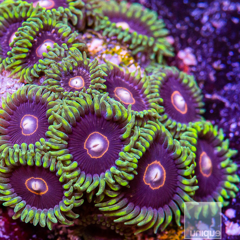 King Jawbreaker Hornet Zoanthid-Stock