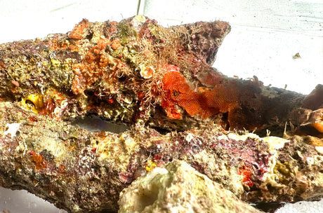 Australian Branching Live Rock.  (Free 2 day shipping!)