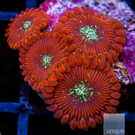 Magician Zoanthid-Stock Frag