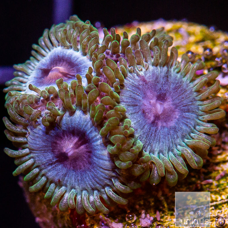 Miami Vice Zoanthid-WYSIWYG