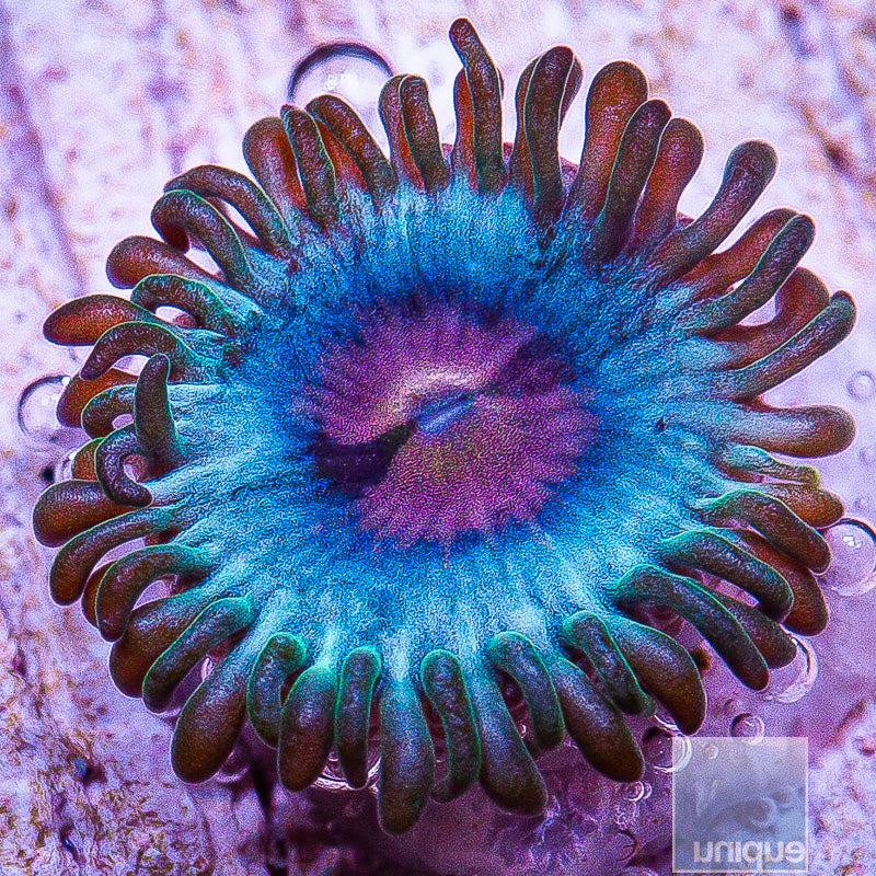 Miami Vice Zoanthid- Stock Frag 3 Polyp
