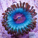 Miami Vice Zoanthid- Stock Frag 3 Polyp