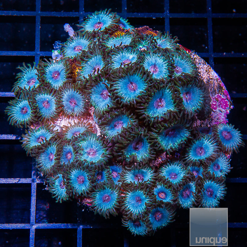 Miami Vice Zoanthid- Stock Frag 3 Polyp