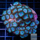 Miami Vice Zoanthid- Stock Frag 3 Polyp