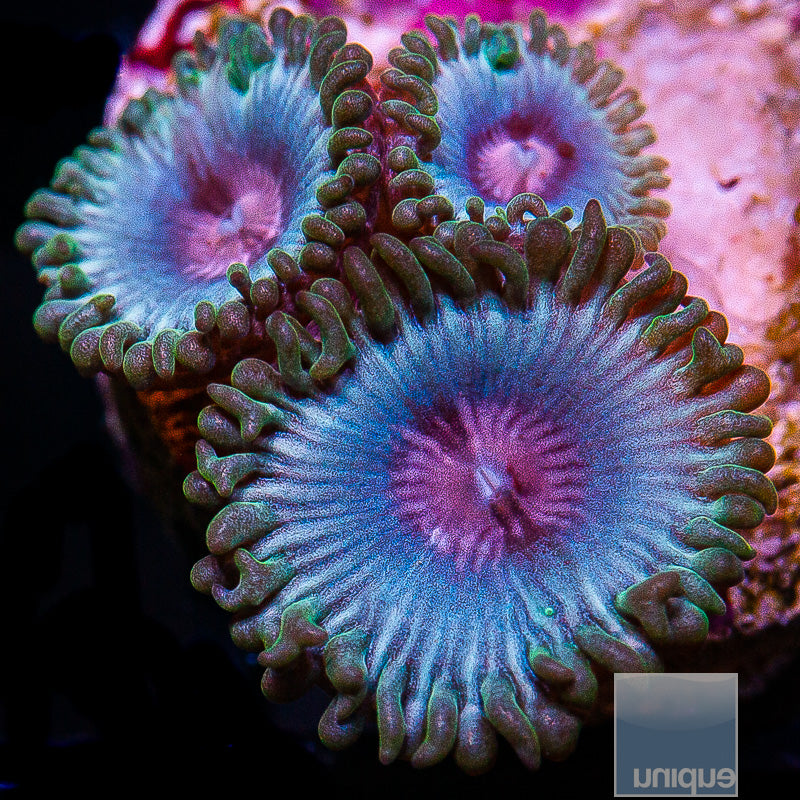 Miami Vice Zoanthid- Stock Frag 3 Polyp